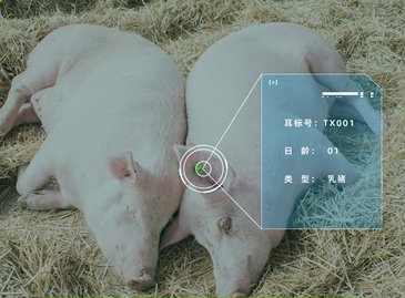 桐鄉(xiāng)生豬精密智管