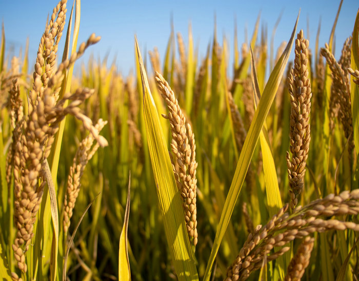 農(nóng)產(chǎn)品單品種全產(chǎn)業(yè)鏈大數(shù)據(jù)平臺(tái)建設(shè)方案